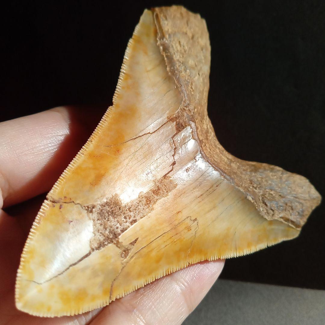サメの歯　化石標本　メガロドン　イエロー　ナチュラル歯　108mm