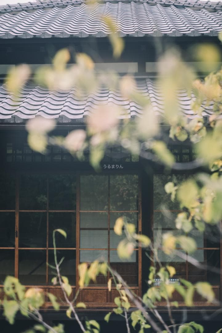 狂気の原点！Leica Xenon 50mm F1.5 オールドレンズ