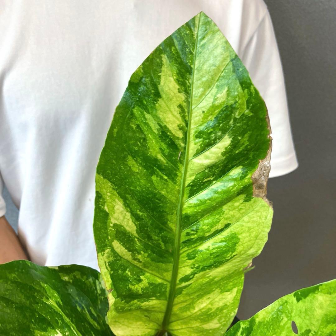 超希少❗️サイズ大❗️アンスリウム　ルネッサンス　斑入り✨