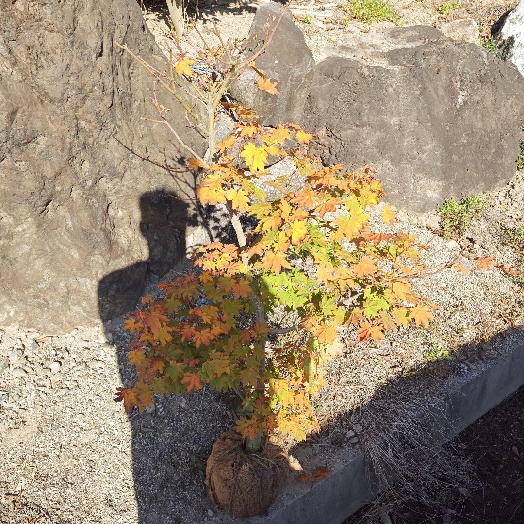 a*s様 現品 コハウチワカエデ