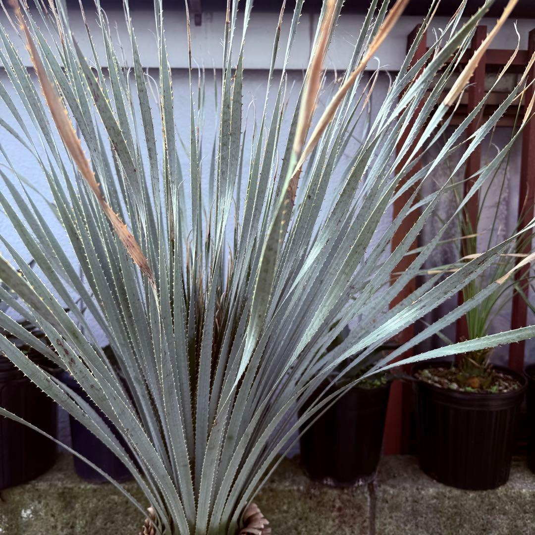 グラウコフィラム　ダシリリオン　観葉植物　ドライガーデン