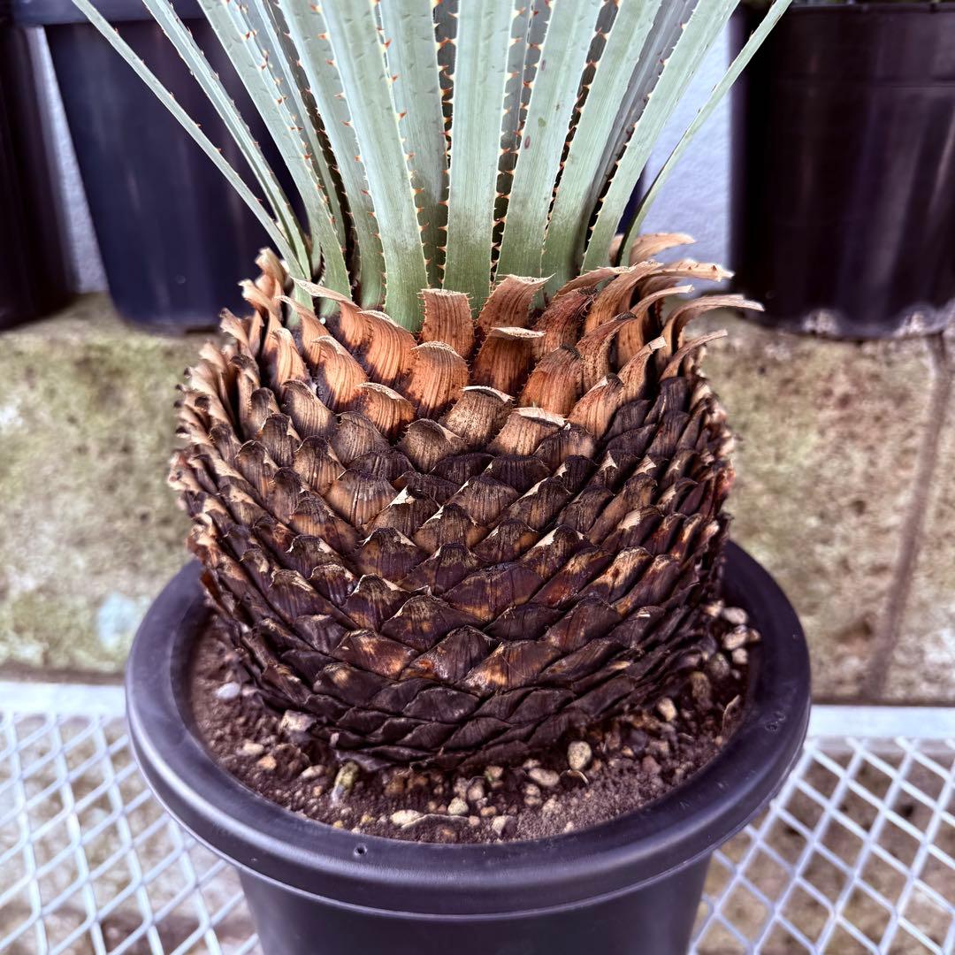 グラウコフィラム　ダシリリオン　観葉植物　ドライガーデン