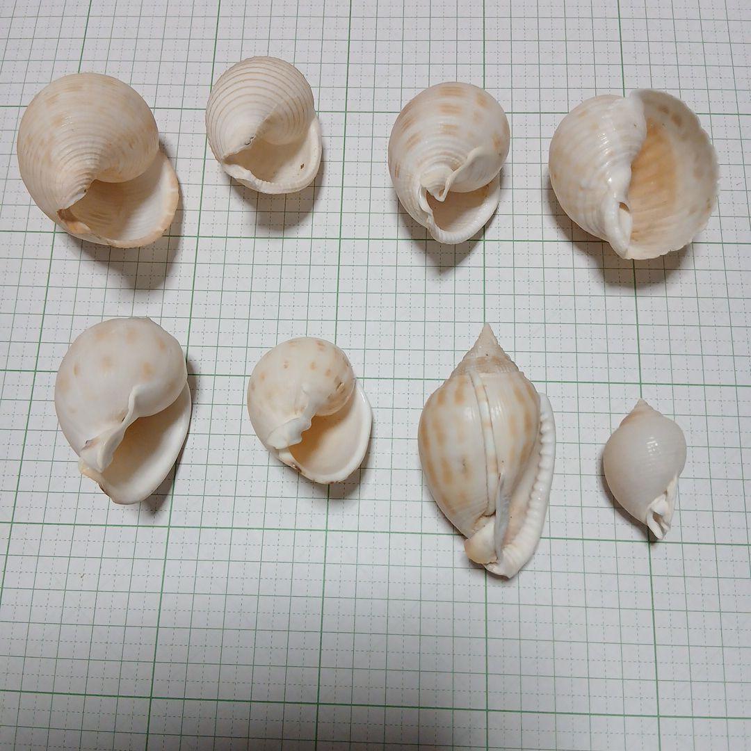 貝殻まとめ売り　28