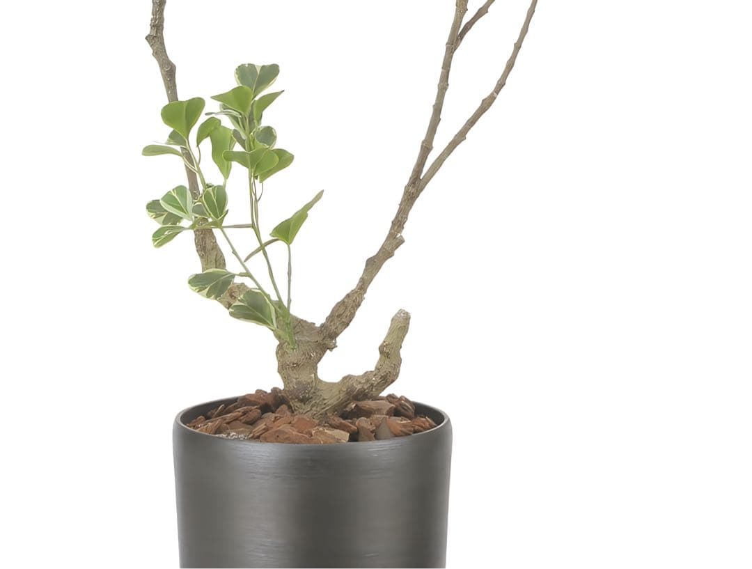 光触媒　人工観葉植物　フェイクグリーン　スリムフィカストライアングル