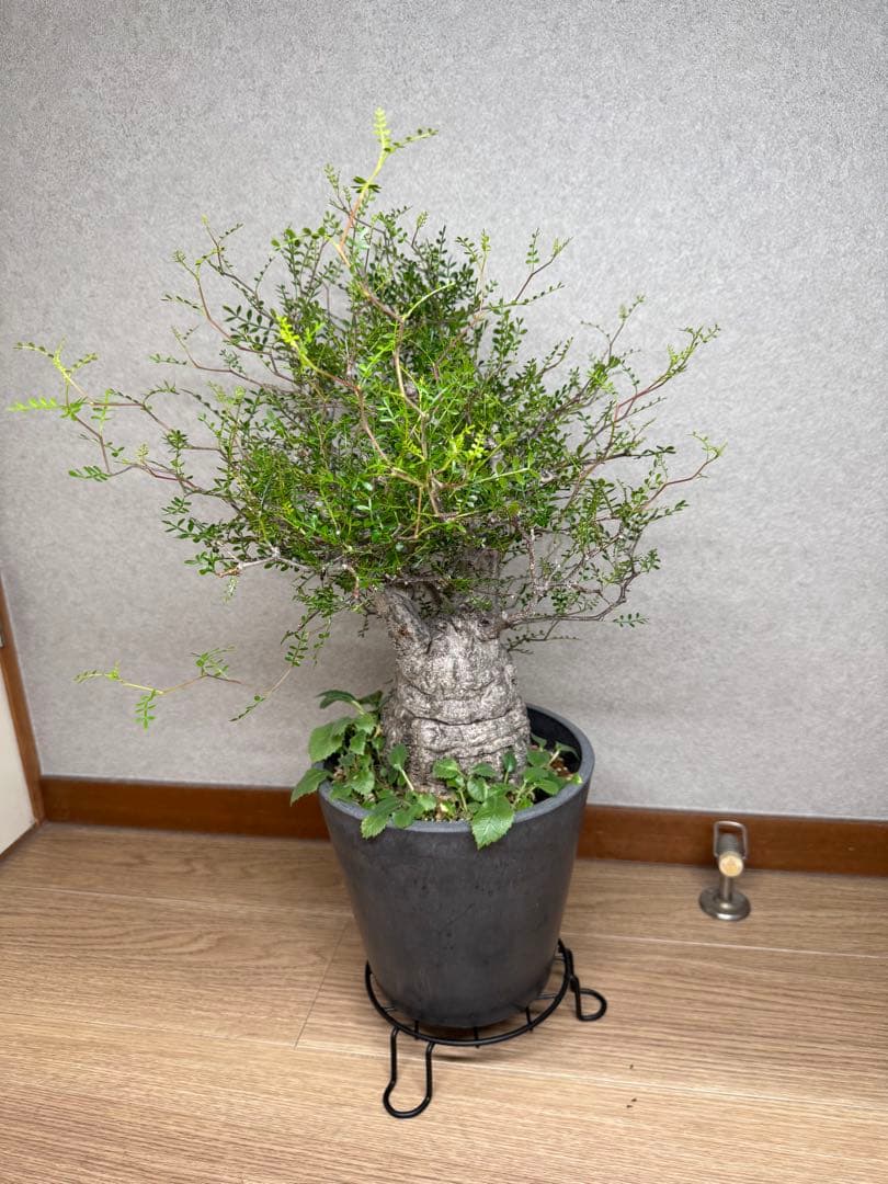 塊根植物・コーデックス Kawasakiz1