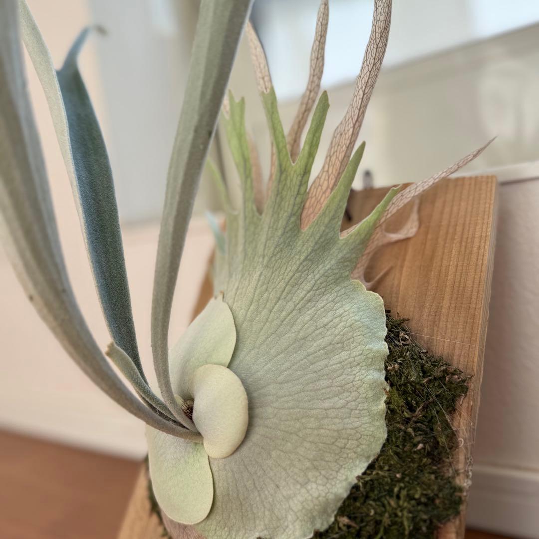 ビカクシダ　veitchii wild 美株