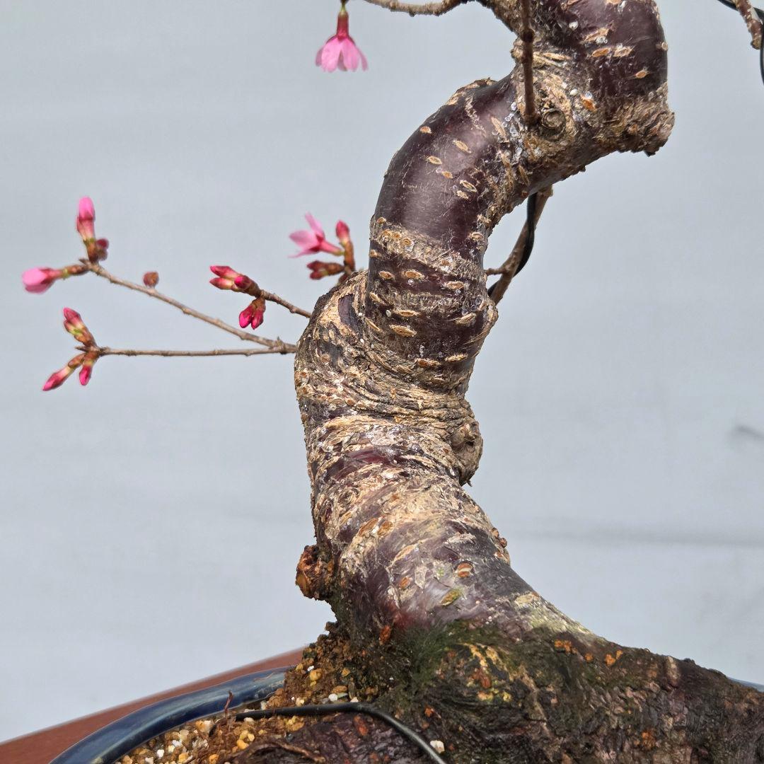 桜　(オカメ桜)　[模様木]　貴風盆栽