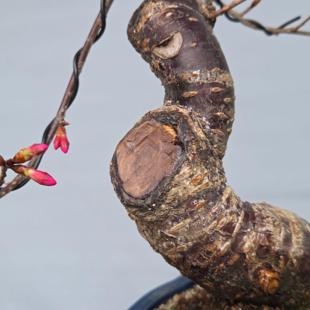 桜　(オカメ桜)　[模様木]　貴風盆栽