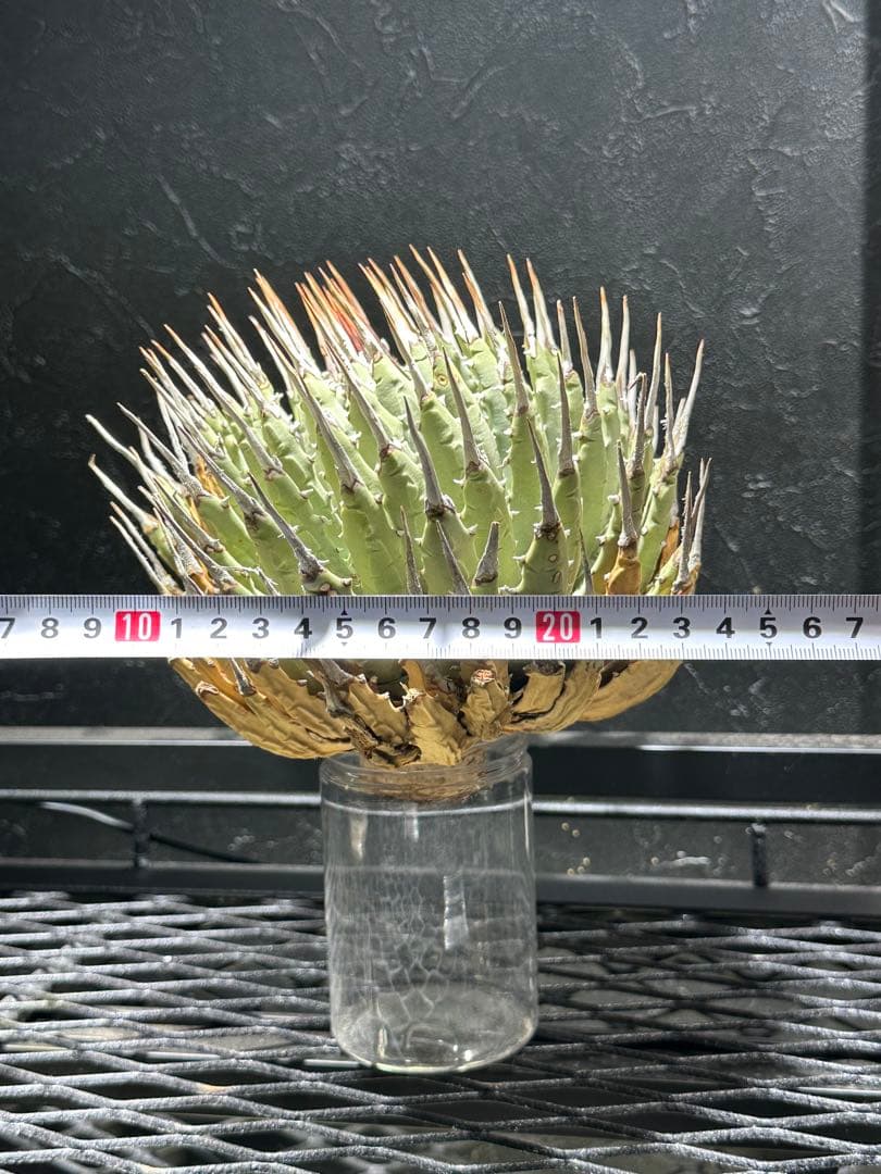 本日より３日間限定セール‼️ アガベユタエンシス　エボリスピナ　ベアルート株