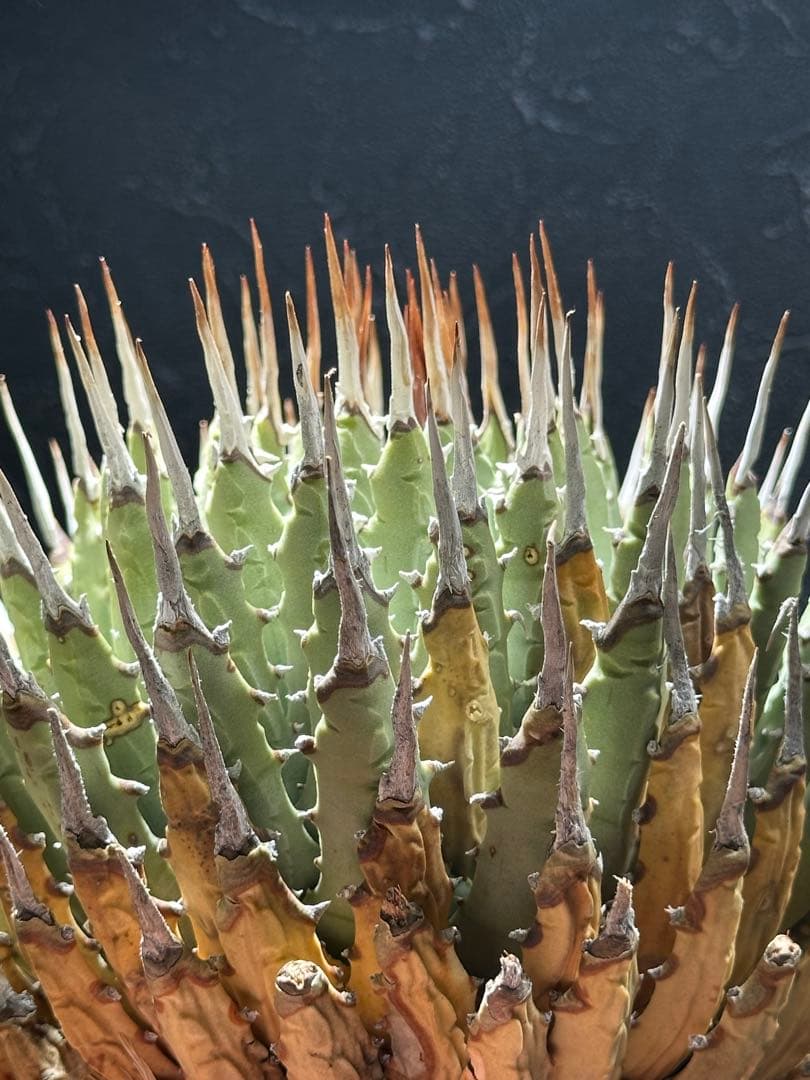 本日より３日間限定セール‼️ アガベユタエンシス　エボリスピナ　ベアルート株