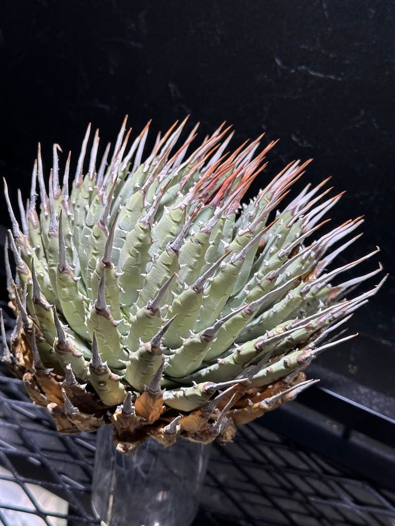 本日より３日間限定セール‼️ アガベユタエンシス　エボリスピナ　ベアルート株