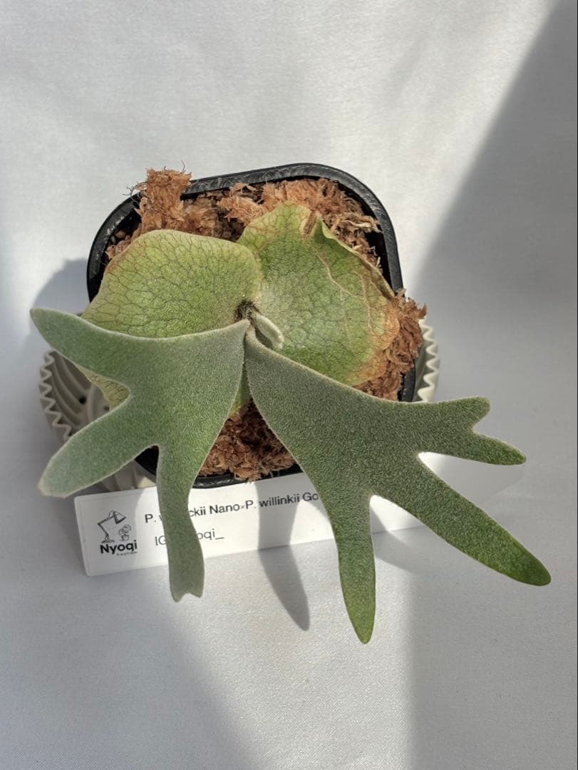 【メルカリ便】P. willinckii Nano×Golden boy 【67