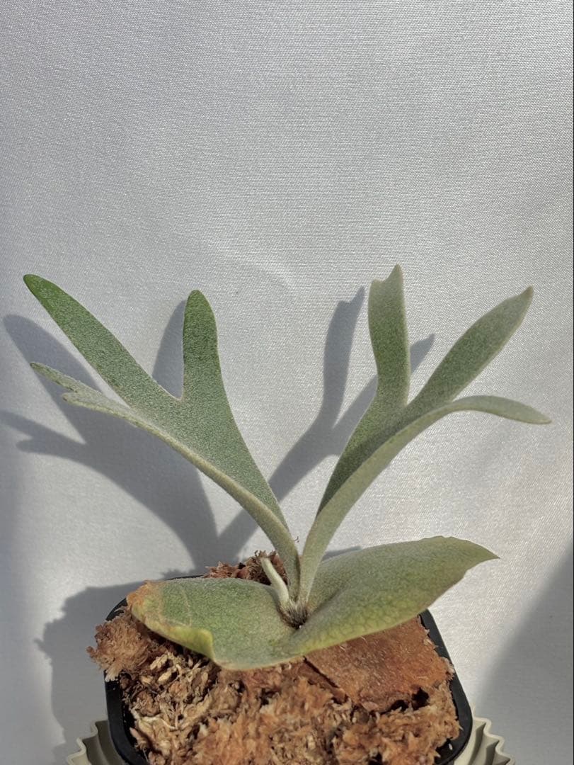 【メルカリ便】P. willinckii Nano×Golden boy 【67