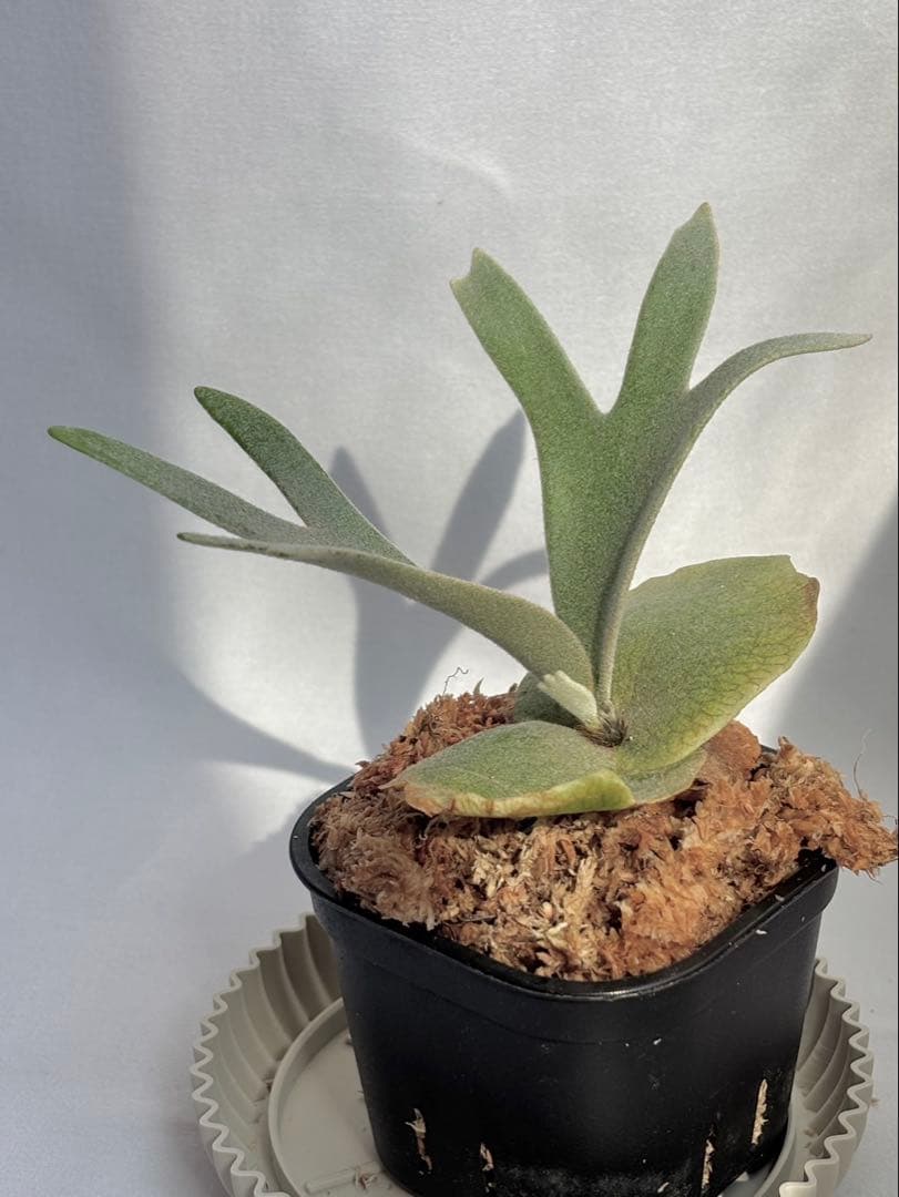 【メルカリ便】P. willinckii Nano×Golden boy 【67