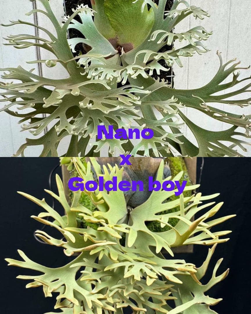 【メルカリ便】P. willinckii Nano×Golden boy 【67