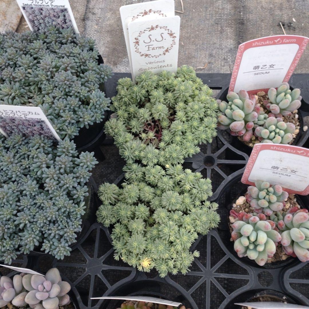 木曜発送19-21時着 でんでꕤ.·*.さん専用