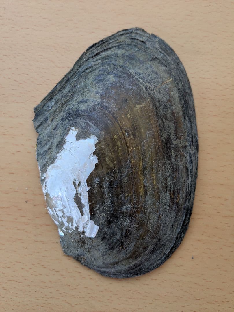 仏像真珠／淡水パール母貝 観音レリーフ no.101