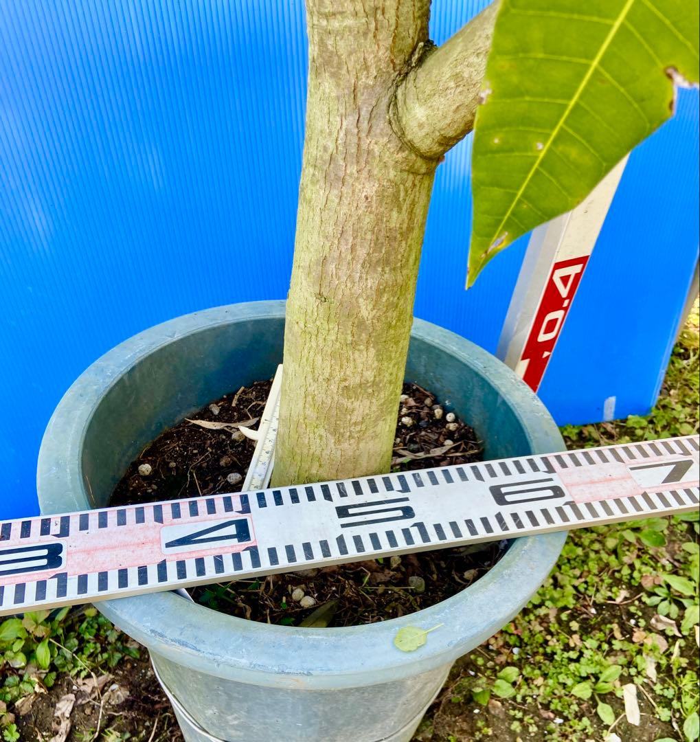 くろ❷耐寒ヤマシタマンゴー特大　耐寒・豊産性