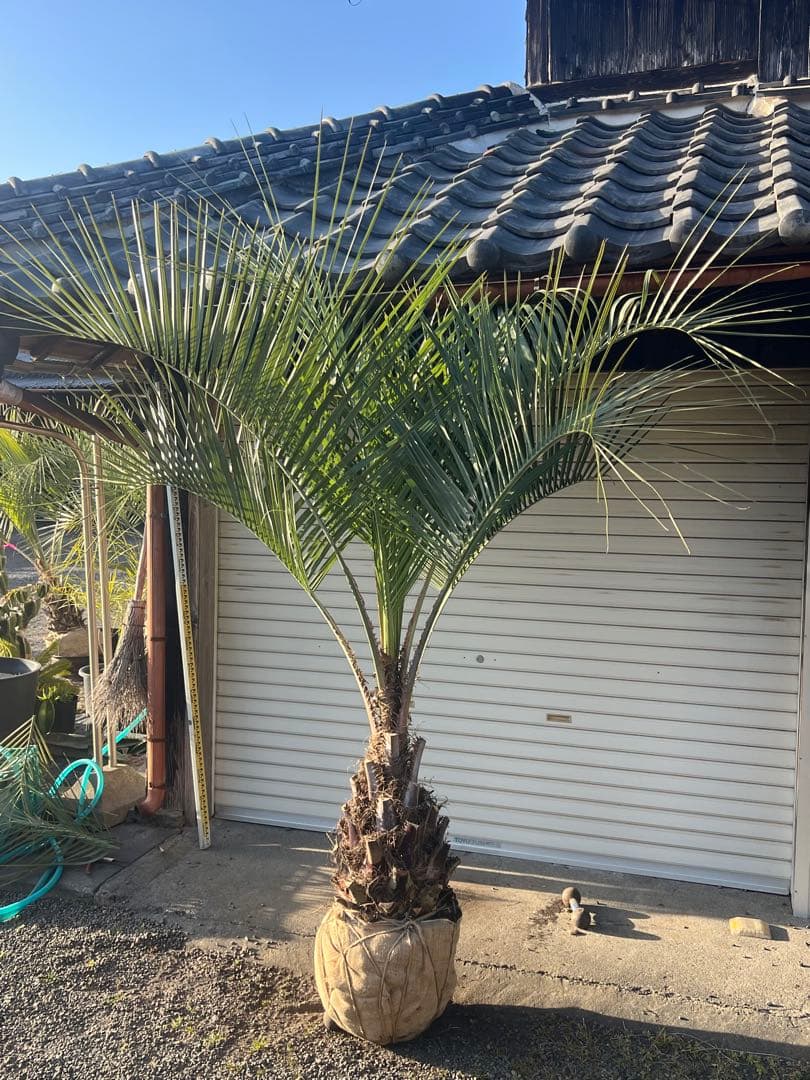 ココスヤシ　超極太株　シルバーリーフ　カルフォルニアスタイル　送料込み価格