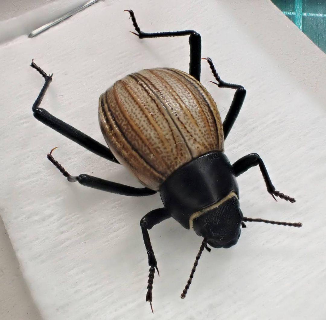 2頭　アンゴラ産キリアツメの仲間