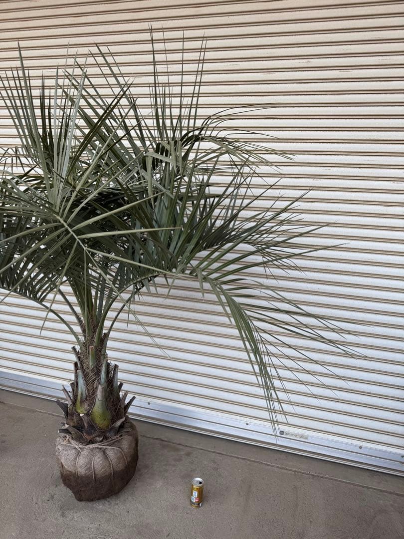 送料込み　ココスヤシ　シルバーリーフ　幹太　形状良　庭木　シンボルツリー