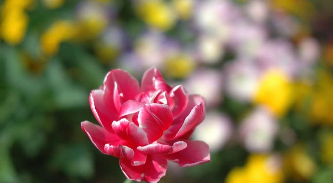 らんみみ様　NIKON　D70⚡️レンズ1本で広角から超望遠まで⚡️ニコン　一眼