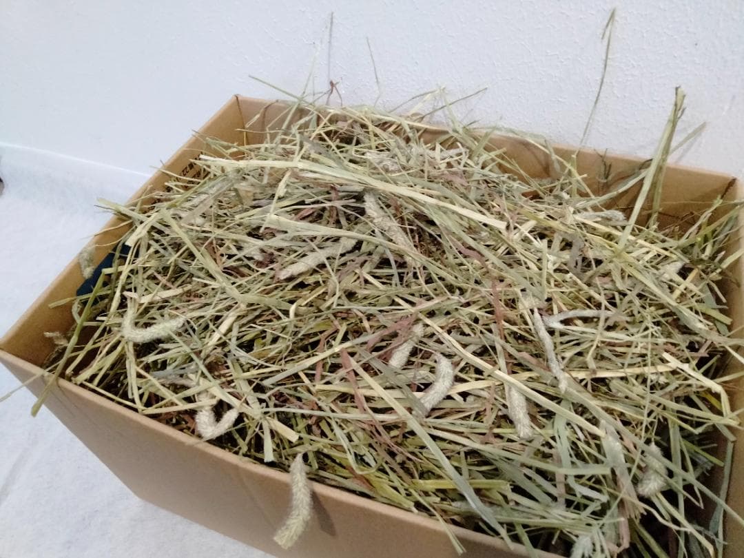 カナダ産 チモシー 50kg スーパープレミアム １番刈り