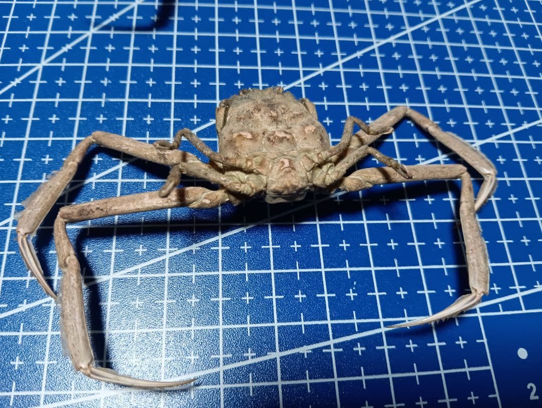 稀少レア平家怨霊瀬戸内海産人面蟹ペア源平合戦古戦場立体リアル標本ペア２点セット