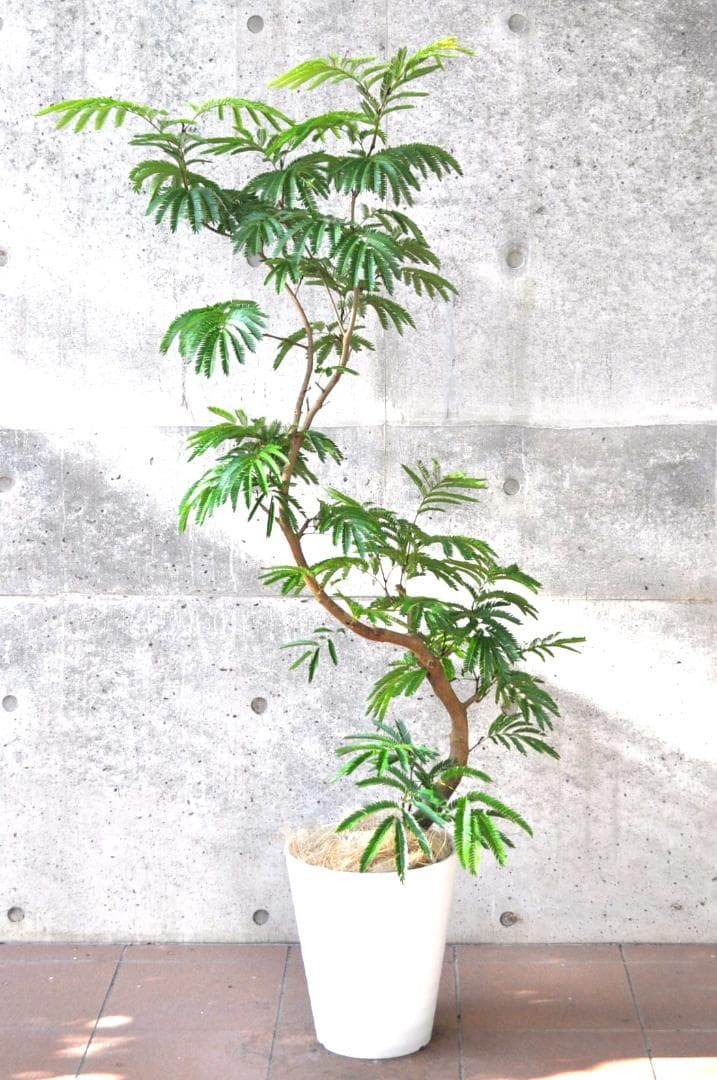 エバーフレッシュ 155cm 10号 S-shaped tree form