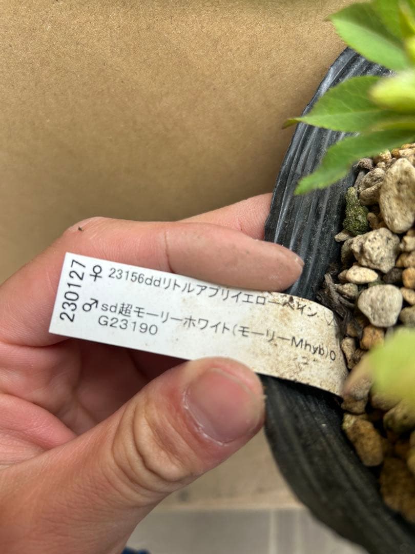 加藤農園 クリスマスローズ モーリー系 同梱推奨