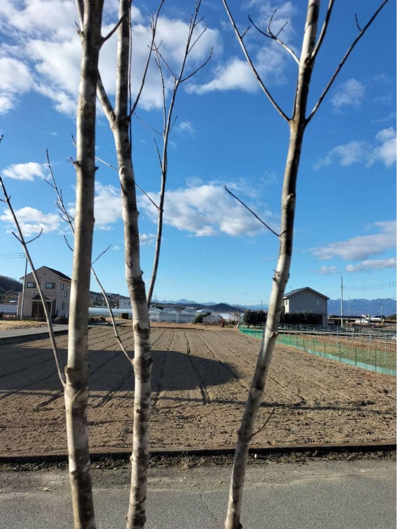 山採り アオダモ 自然樹形