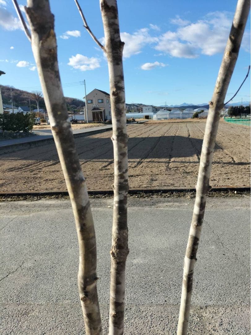 山採り アオダモ 自然樹形