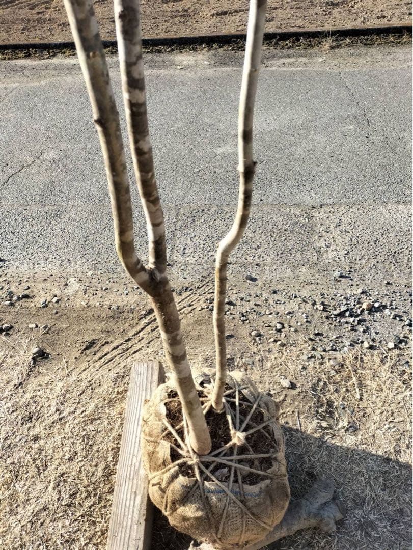 山採り アオダモ 自然樹形