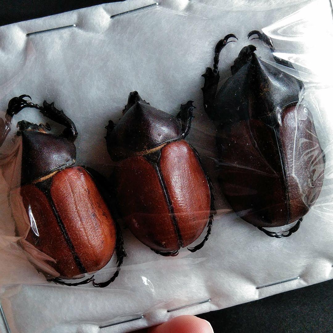 昆虫　標本　カブトムシ　３個体　南米ペルー