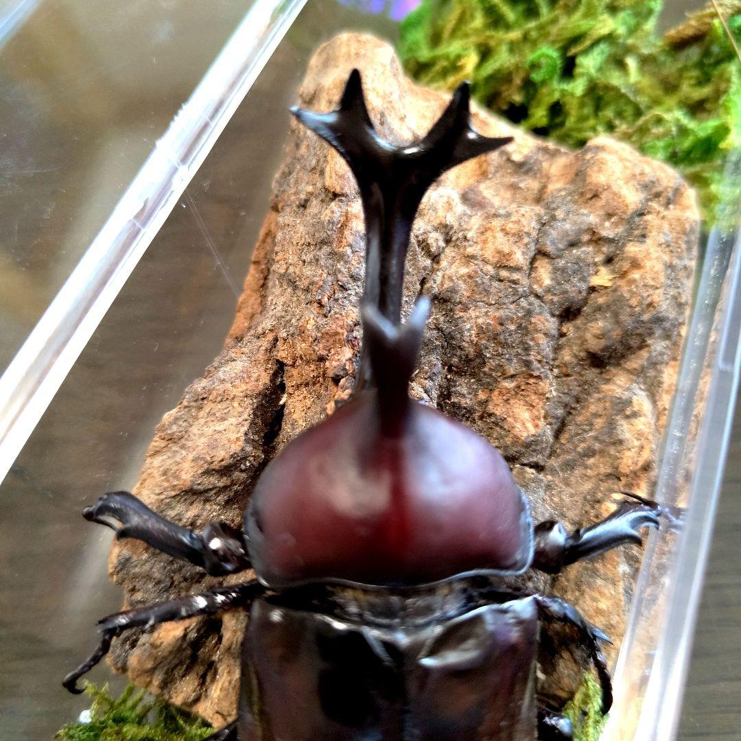 野生超特大巨大頭角カブトムシ標本82mm頭角幅20.5mm胸角幅5.9mmぐらい