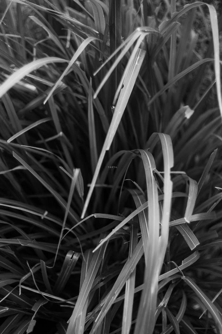 ニッケル癖玉！Leica Nickel Summar 5cm オールドレンズ