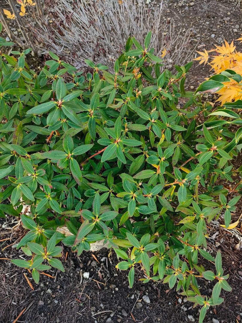 屋久島ハイヒカゲツツジ