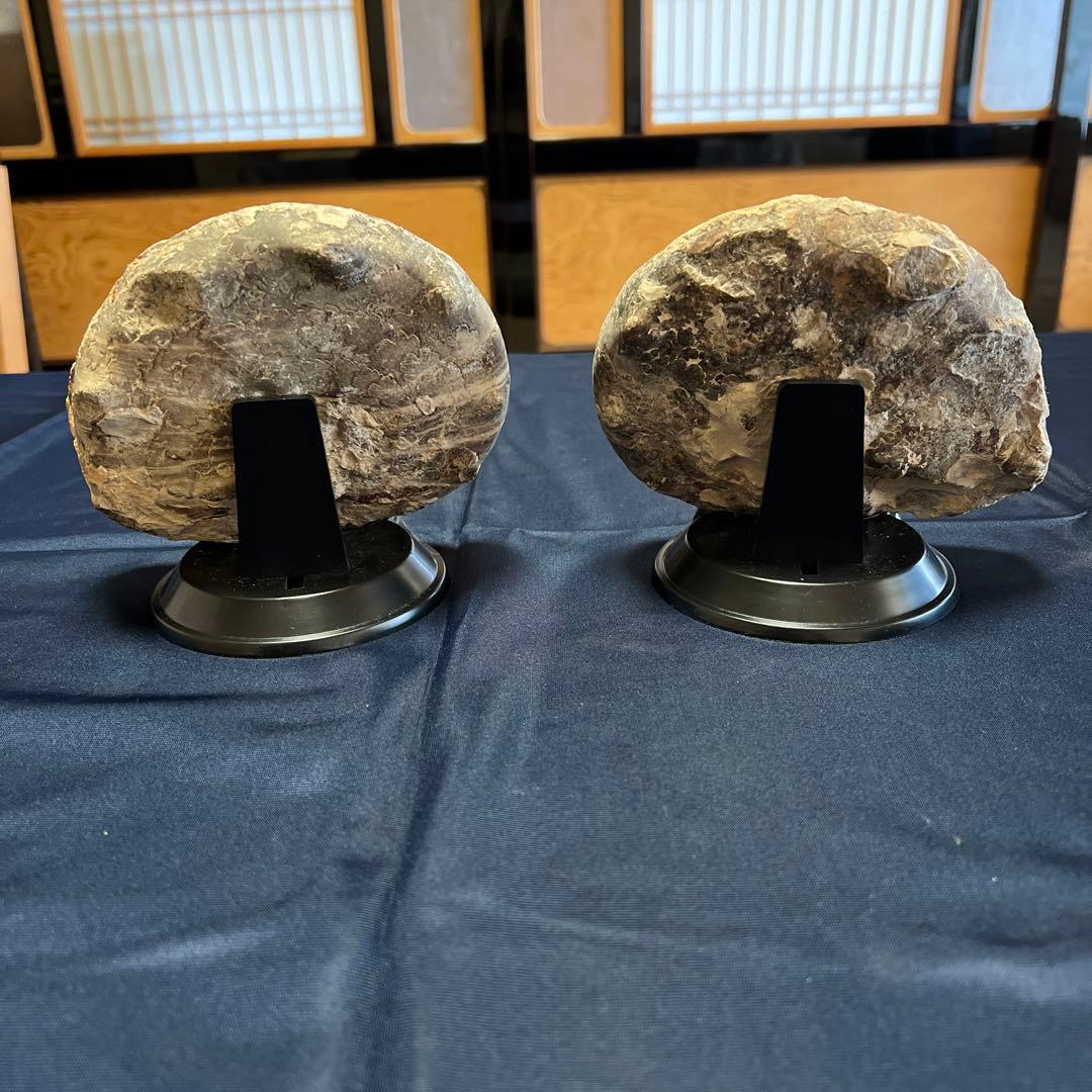 化石（アンモナイト）