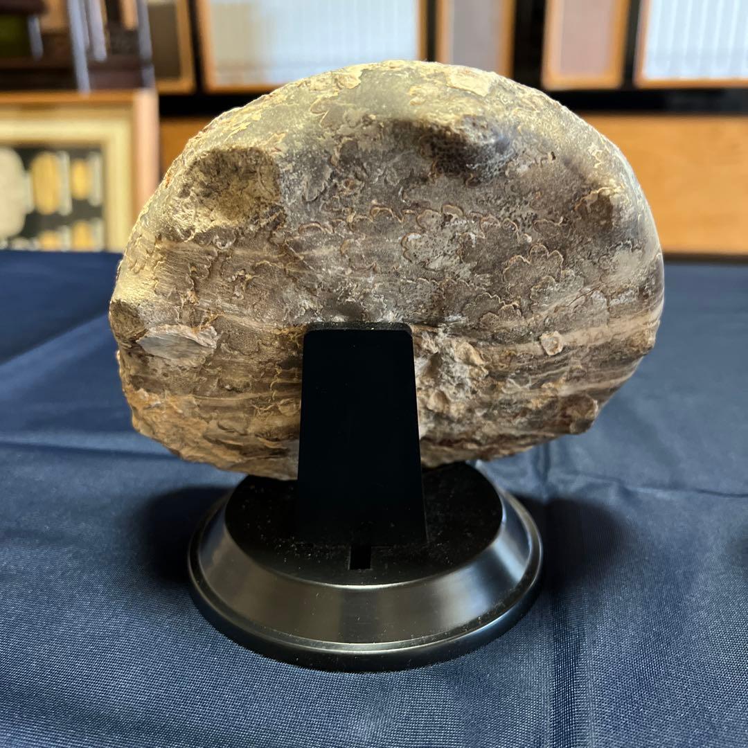 化石（アンモナイト）