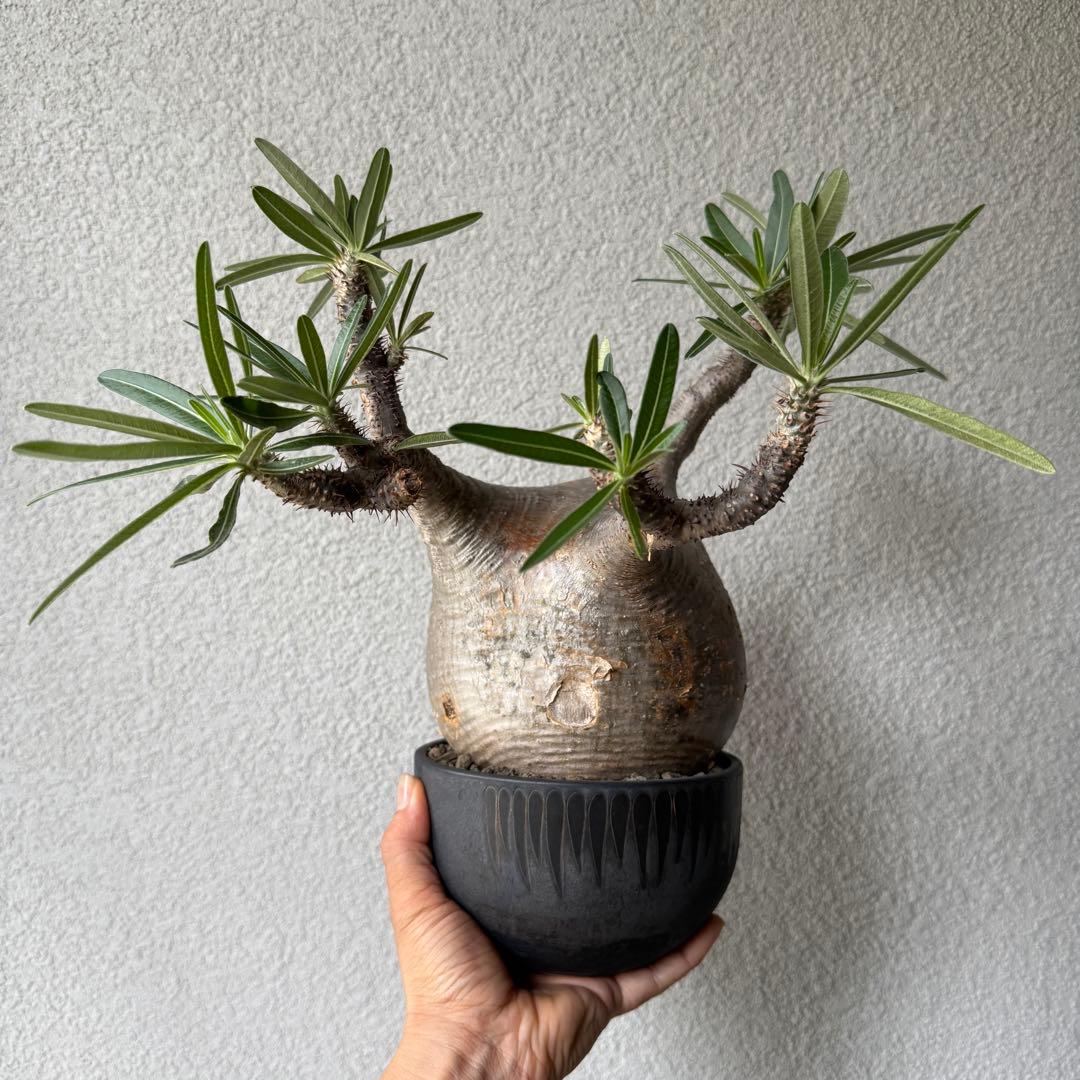 【現地球・発根済み】パキポディウム・グラキリス 極太塊根 迫力のフォルム