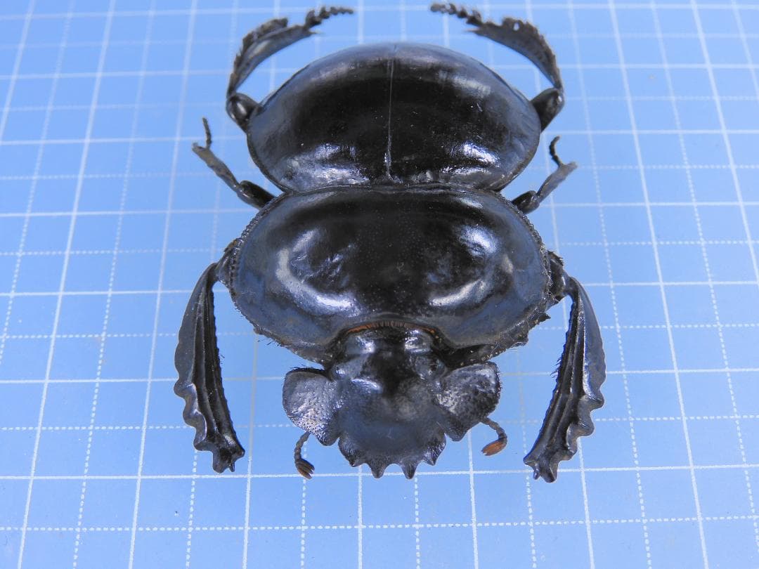 アンゴラ産　キャンサータマオシコガネ　46mm