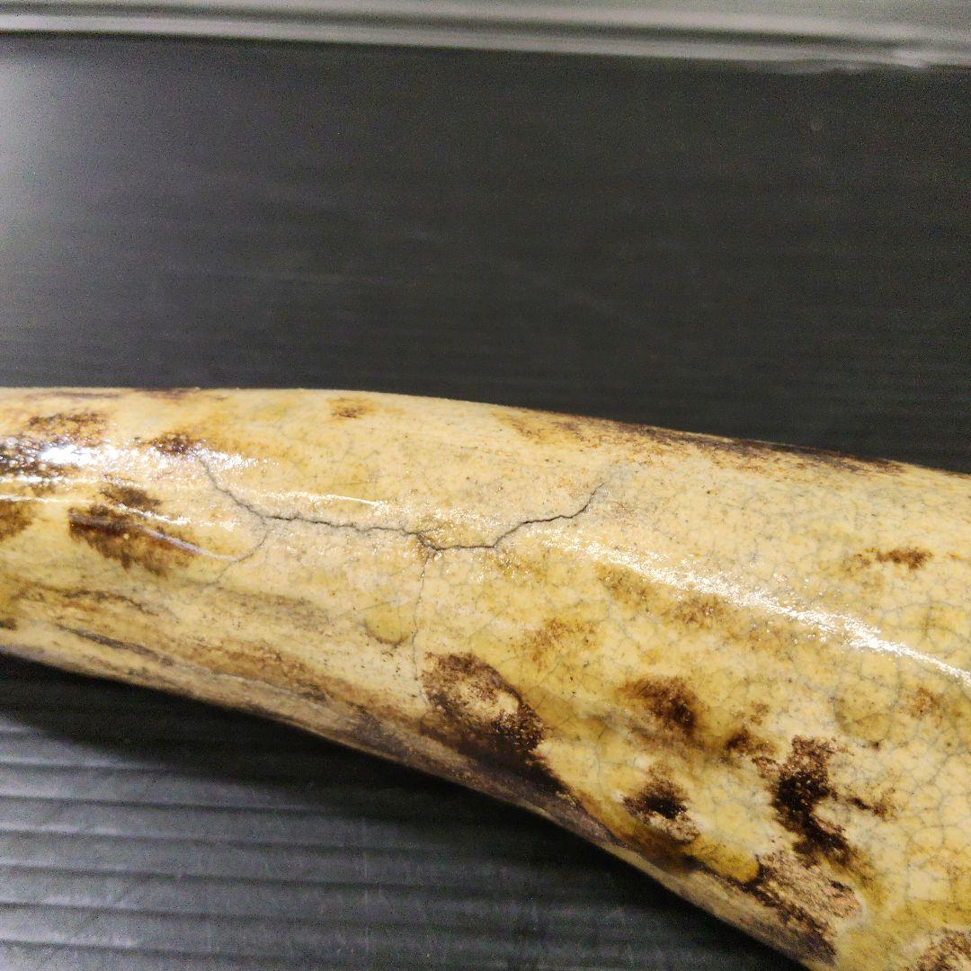 香楽 陶器製 鯰 書付有り なまず 時代