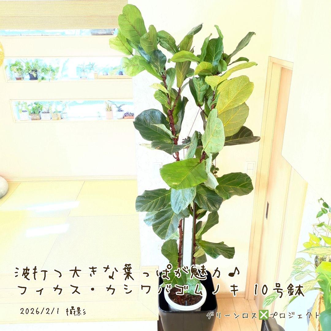 【高橋涼介LOVE⚠群馬県】フィカス・カシワバゴムノキ10号鉢