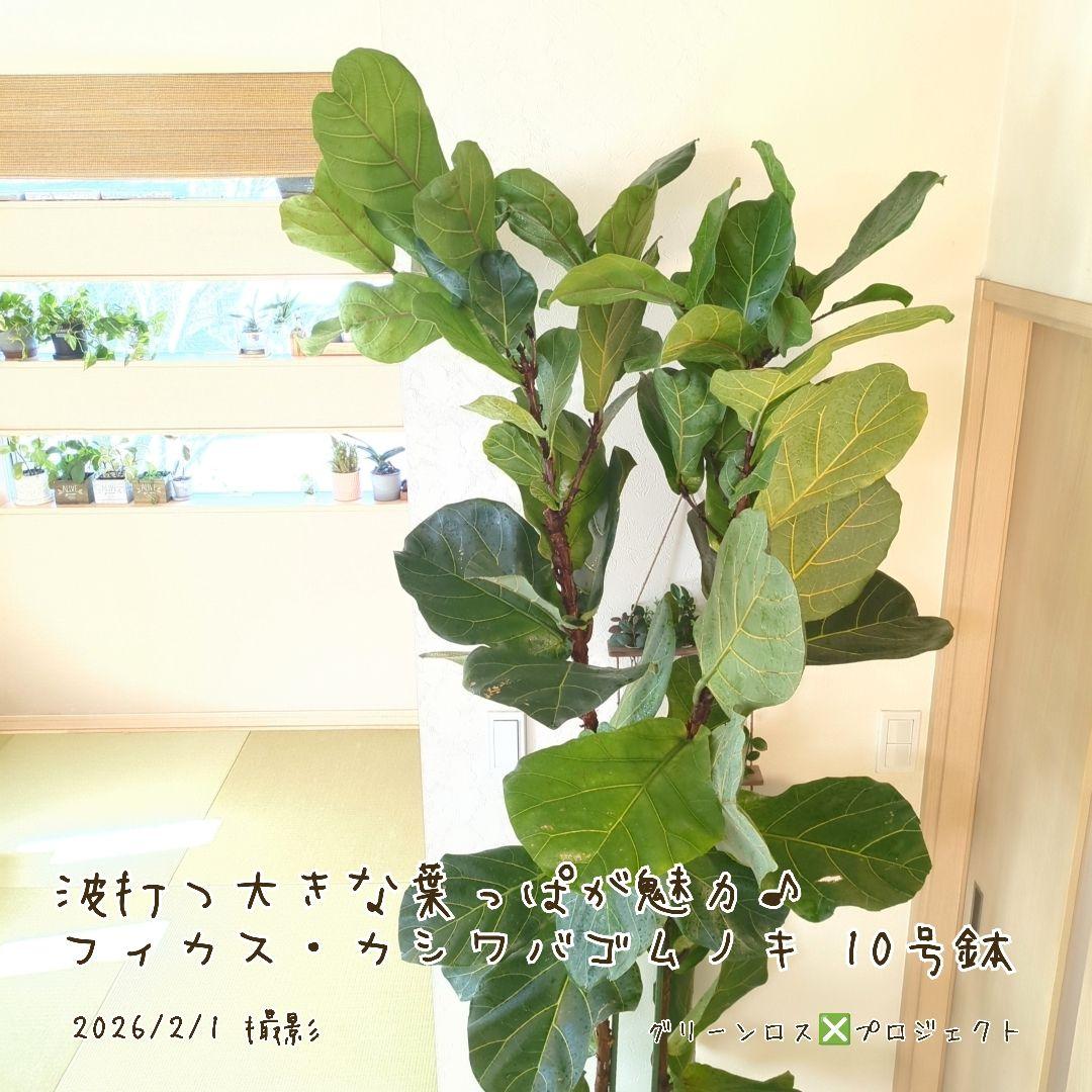 【高橋涼介LOVE⚠群馬県】フィカス・カシワバゴムノキ10号鉢