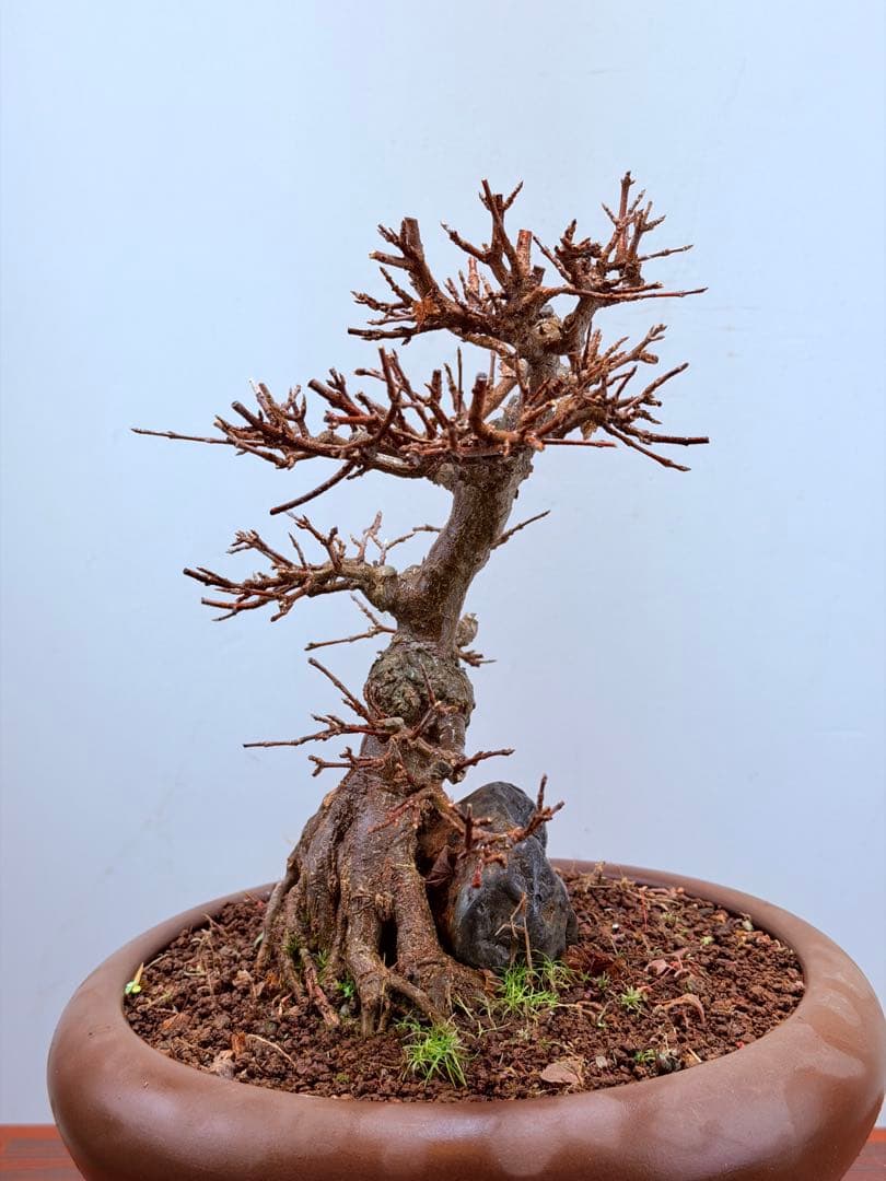 【ガチ盆栽】石付き楓　カエデ　持ち込み古