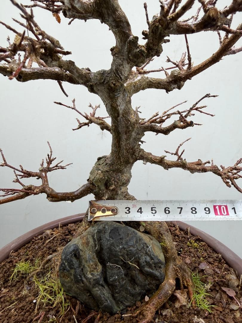 【ガチ盆栽】石付き楓　カエデ　持ち込み古