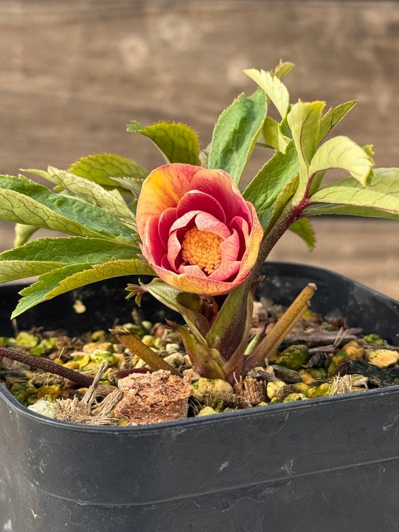 クリスマスローズ　ピンクボカシ（今年初開花）