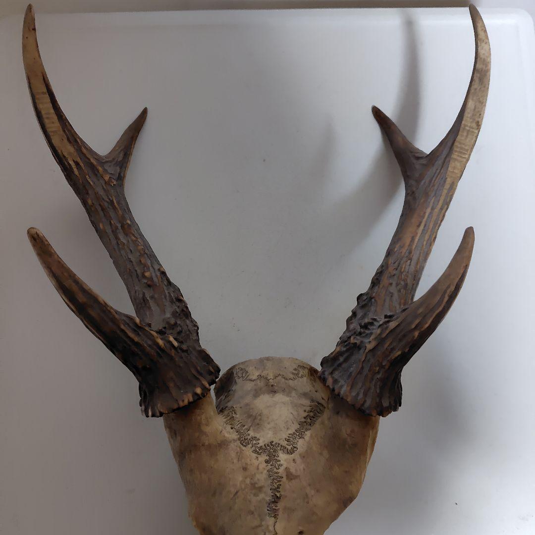 鹿の角、本物です。ディスプレイにお勧めです。
