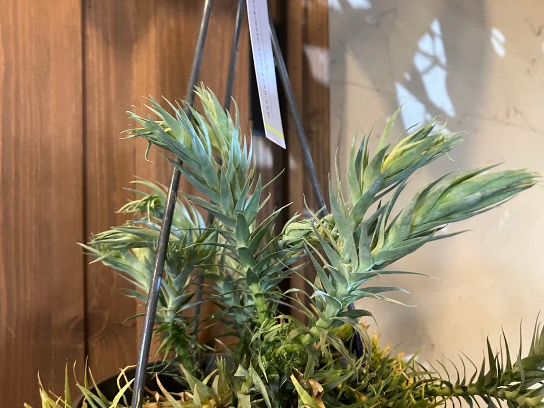 【希少】フペルジア・ゴエベリー 吊り鉢　観葉植物