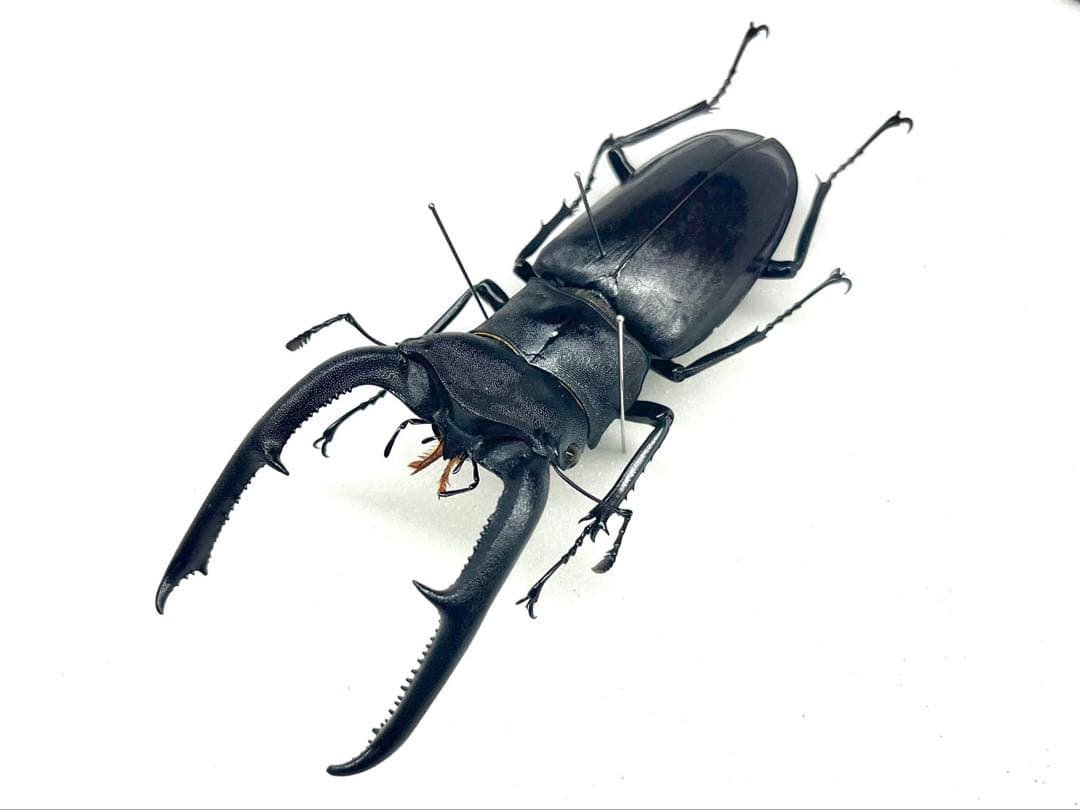 マンディブラリスフタマタクワガタ　105mm 標本